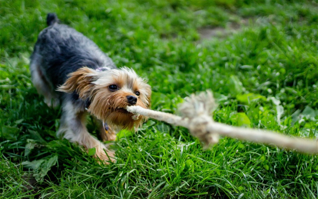 energetic-terrier-dog-pulling-on-rope-in-grass-2026-01-08-00-27-59-utc (1).jpg