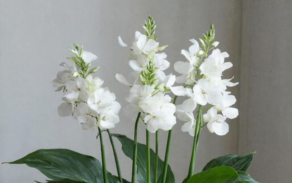 Спатифиллум