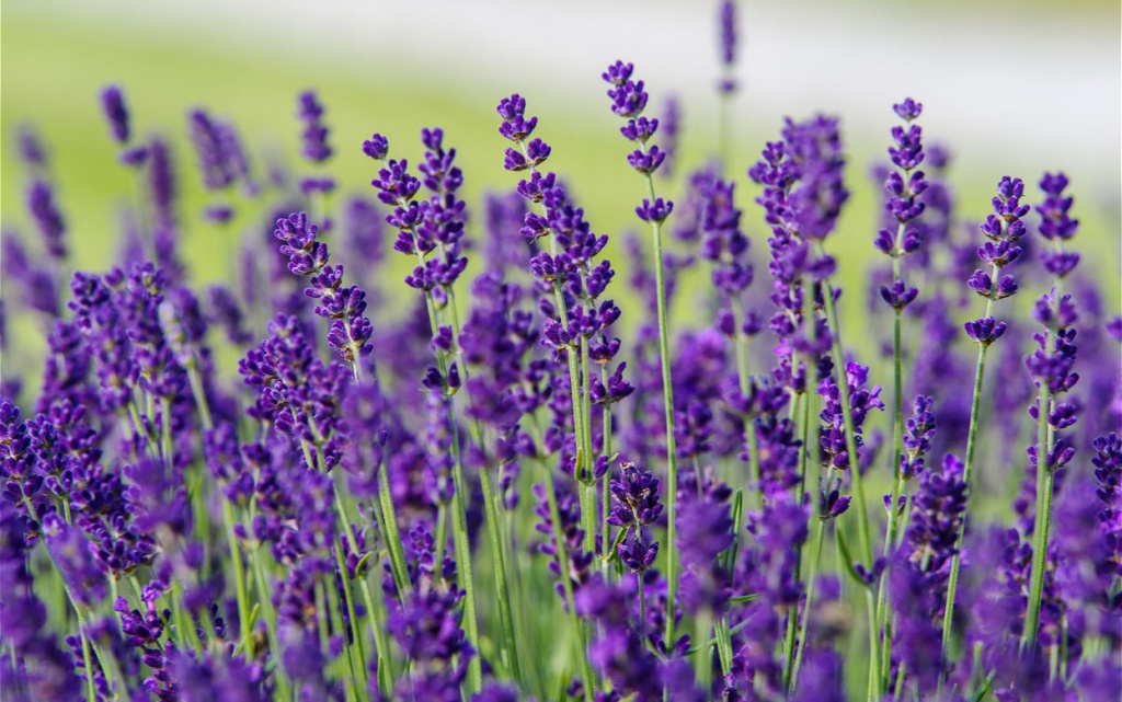 close-up-of-blooming-lavender-flowers-in-a-field-2026-03-18-12-15-25-utc (1).jpg