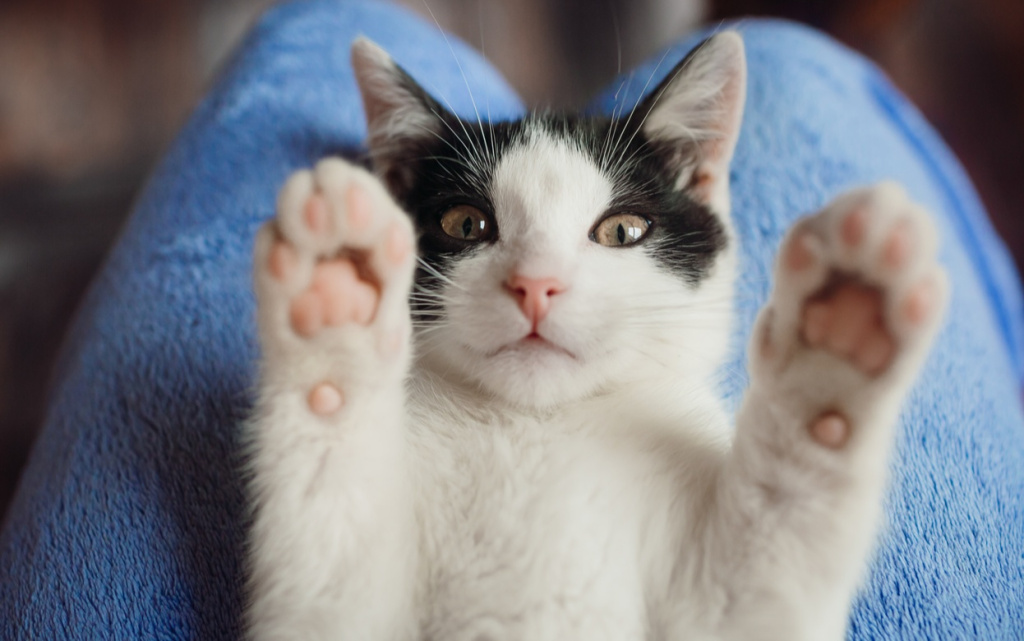 white-cat-lies-woman-s-knees (1).jpg