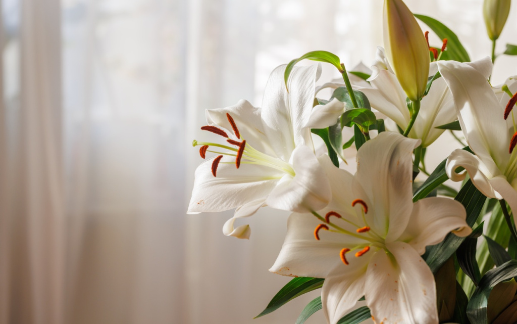 elegant-white-lilies-blooming-in-soft-natural-ligh-2026-05-05-20-08-46-utc (1).jpg