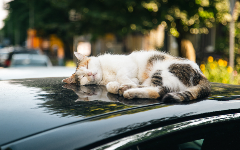 С кота не взять долг за царапины на вашем авто. Фото: Freepik white-cat-sleeping-roof-red-car (1).jpg