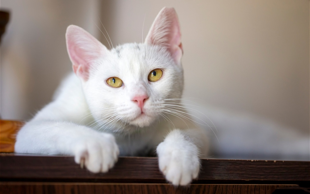 beautiful-white-cat-resting-on-wooden-surface-2026-03-24-21-56-59-utc (1).jpg