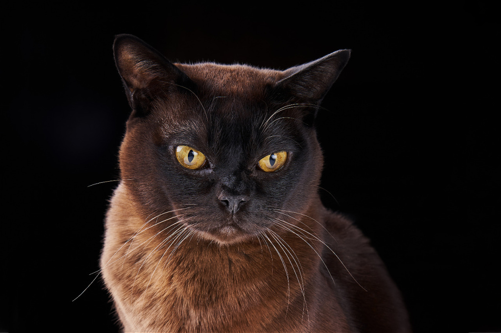 close-up-portrait-of-brown-burmese-cat-with-yellow-2026-03-17-04-04-09-utc.jpg