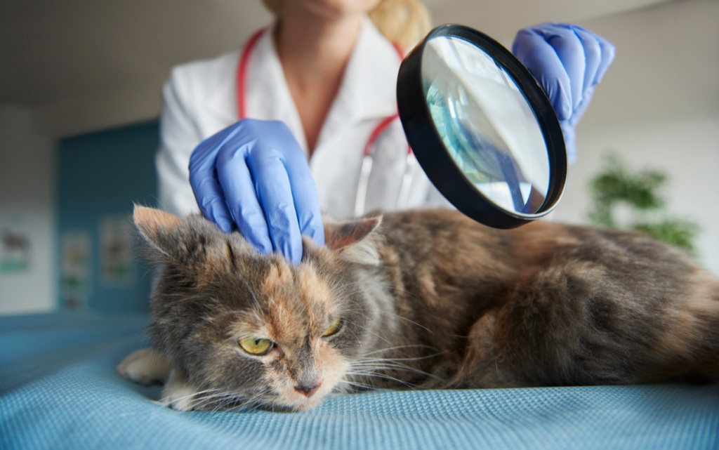 medical-test-with-use-magnifying-glass (1).jpg