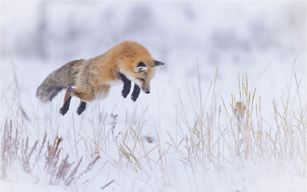 fox-leaps-high-above-snow-covered-ground-2026-03-18-09-20-45-utc (1).jpg