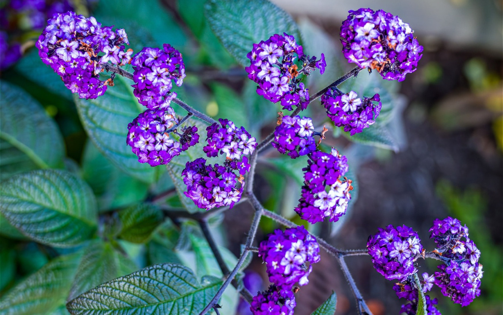 purple-flowers-and-green-leaves-in-natural-setting-2026-03-18-09-54-13-utc.jpg