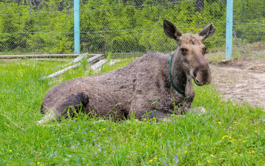 На_лосеферме._Якша_MG_7672_1 (1).jpg