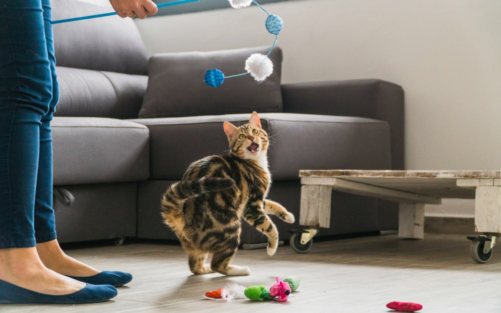 closeup-shot-of-a-cat-and-its-owner-playing-with-a-2026-01-07-23-45-55-utc (1).jpg