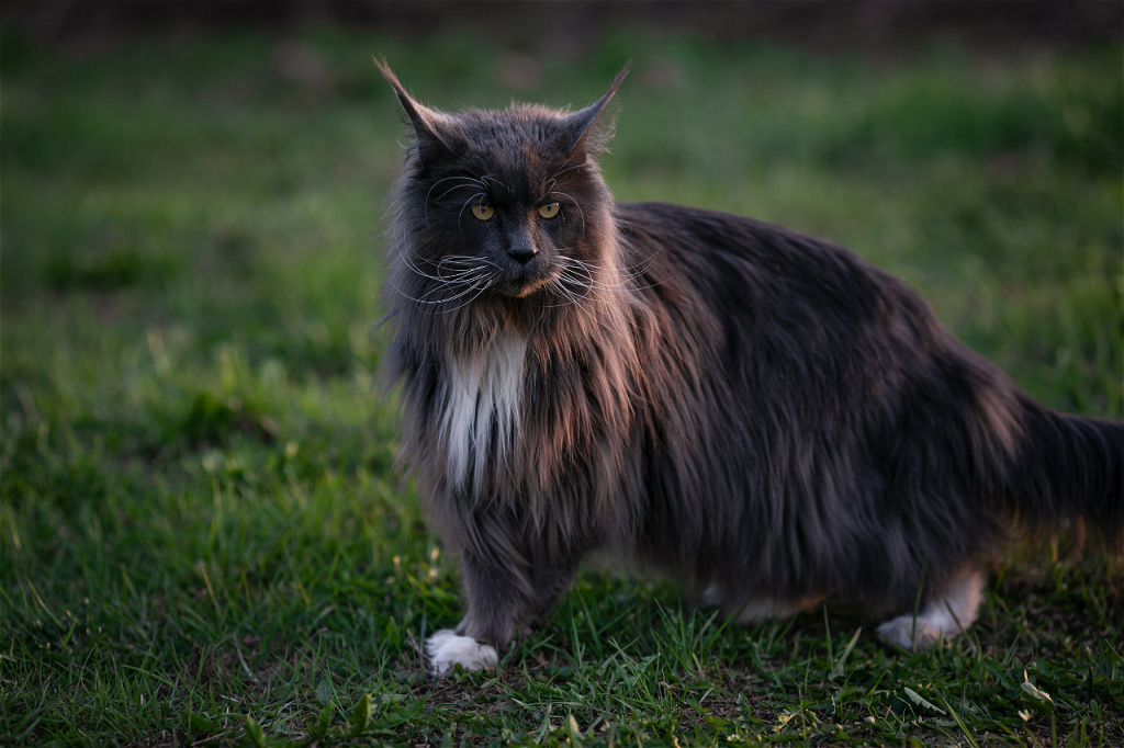 gray-maine-coon-cat-standing-in-green-grass-2026-09-22-22-32-23-utc.jpg