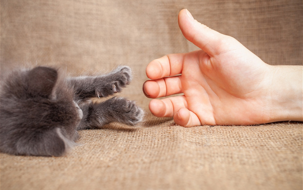 adorable-kitten-reaching-for-a-hand-on-fabric-2026-03-16-04-37-58-utc (1).jpg