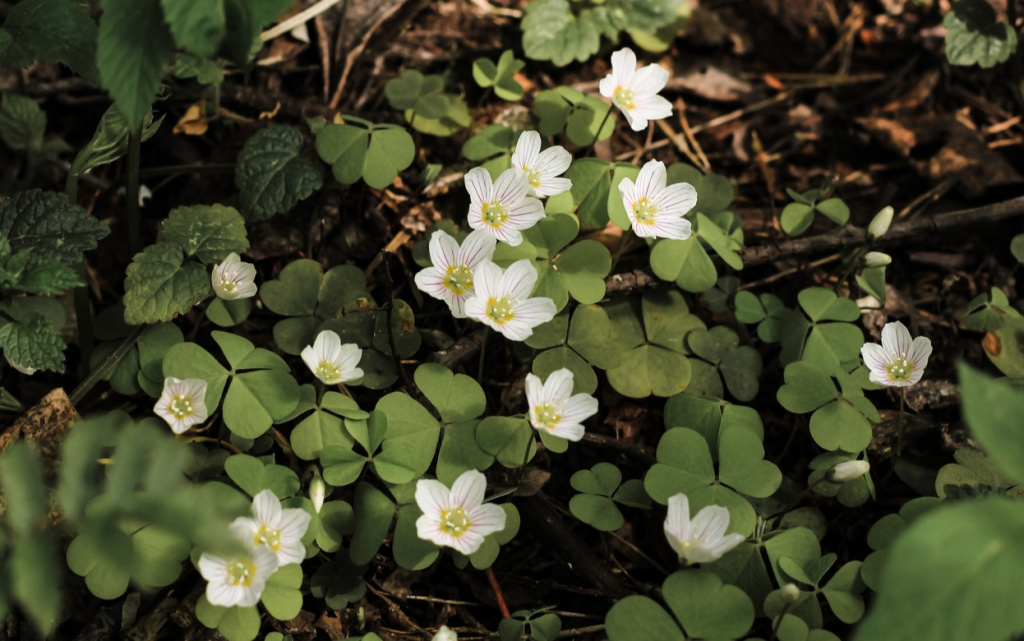 ySxr1cABbMrIM7XPlK066bUODspkfoS8mawZ6CrqweOck_cH30WWVLKpjsk6VWNwUlYYsmzwMeeZce-hXmqwABV8 (1).jpg