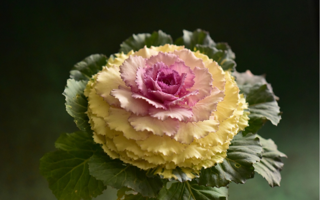 close-up-of-pink-flower-on-black-background-2026-03-17-17-47-53-utc (1).jpg
