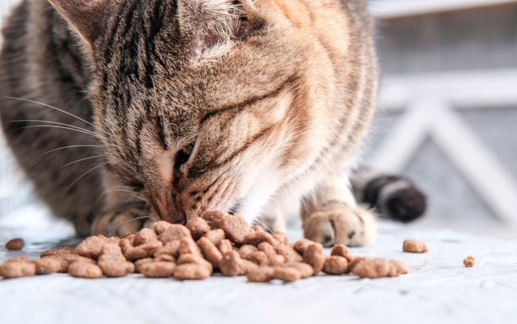 FprHP2KS2QRg2dPdeXkhez2zwhi16KuHGBrm7dsWyirQQyklebqv0k2VmXZoU_mA5Yn4wokdt9yYTuZd0WsDd9q2 (1).jpg