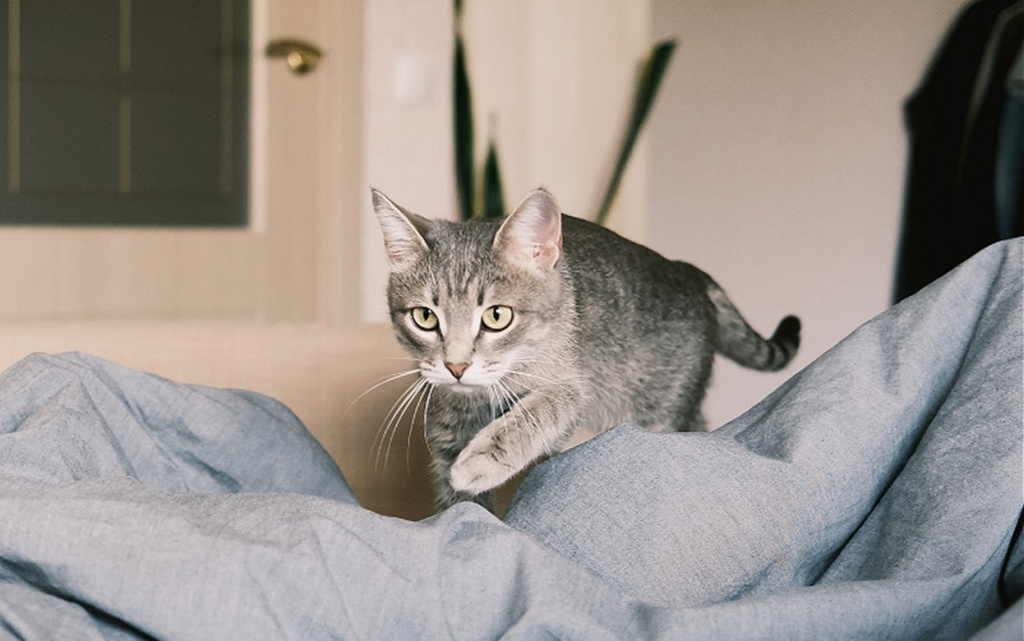 gray-tabby-cat-walking-on-blue-bed-sheet-2026-03-10-01-02-47-utc (1).jpg