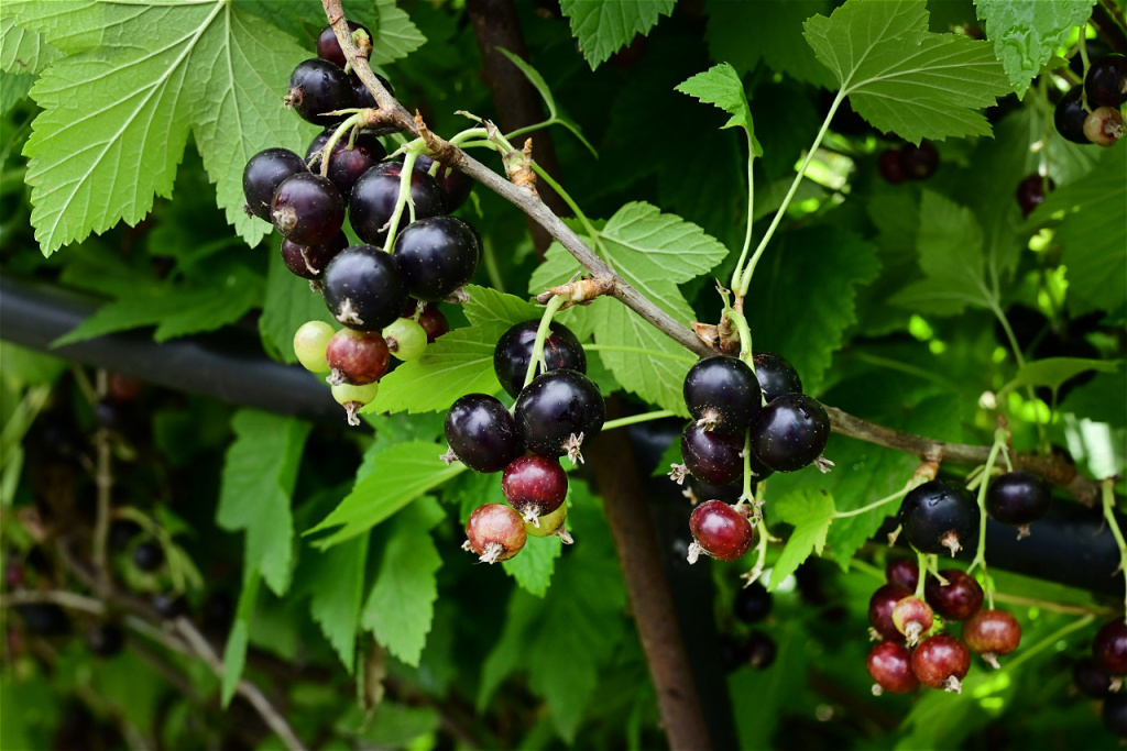 ripe-black-currant-in-a-garden-on-a-green-backgrou-2026-01-08-06-41-46-utc.JPG