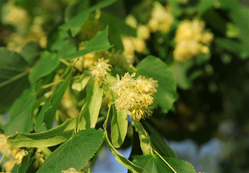 linden-tree-in-bloom-against-a-green-leave-2026-03-09-08-15-43-utc.JPG
