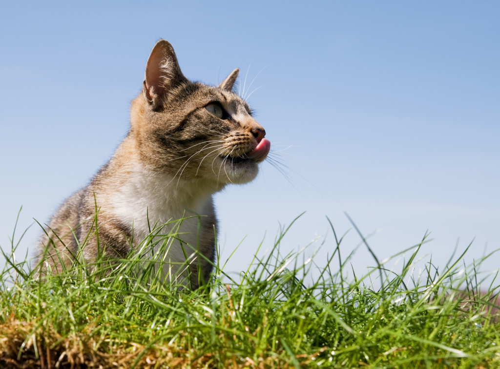 cat-cmokaet.jpg