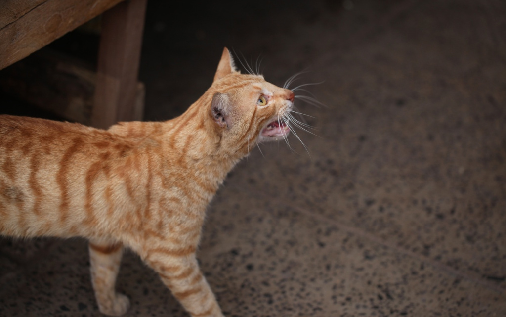 F1XRKcfnf2x-oXTh_yOBCpyNaFGkilFrIPvBrNpsGDGmOkanUCDJeiFlpbhkG9Ifo_hVlrHWEcuowdTxAp_FVQfe (1).jpg