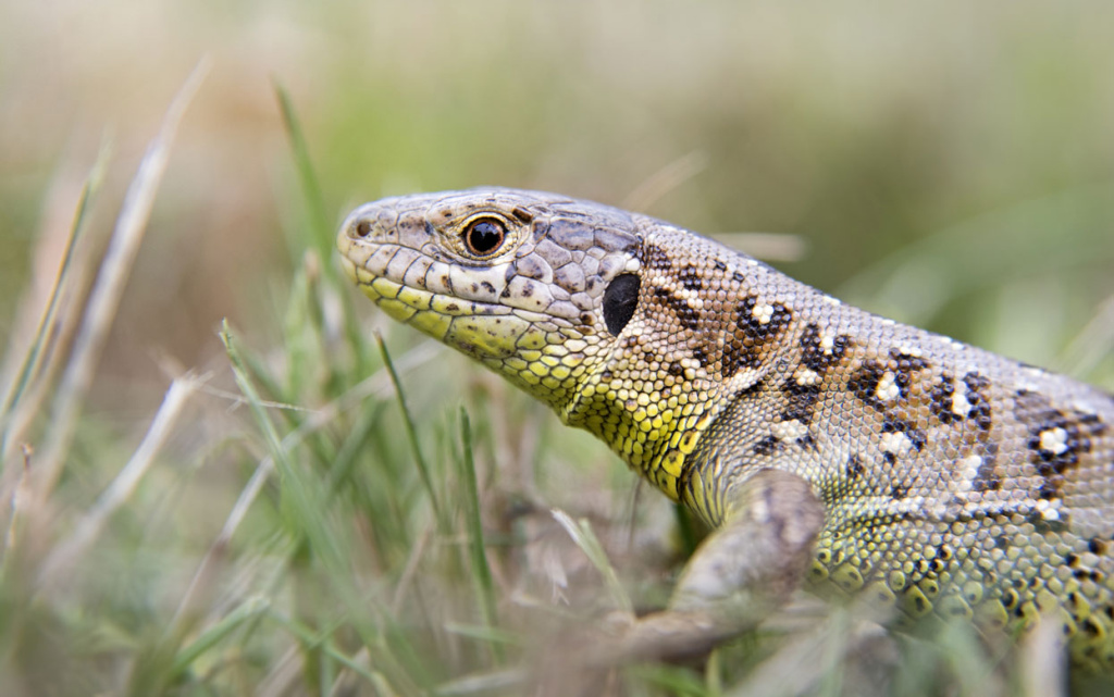 garden-lizard-2026-01-09-00.jpg