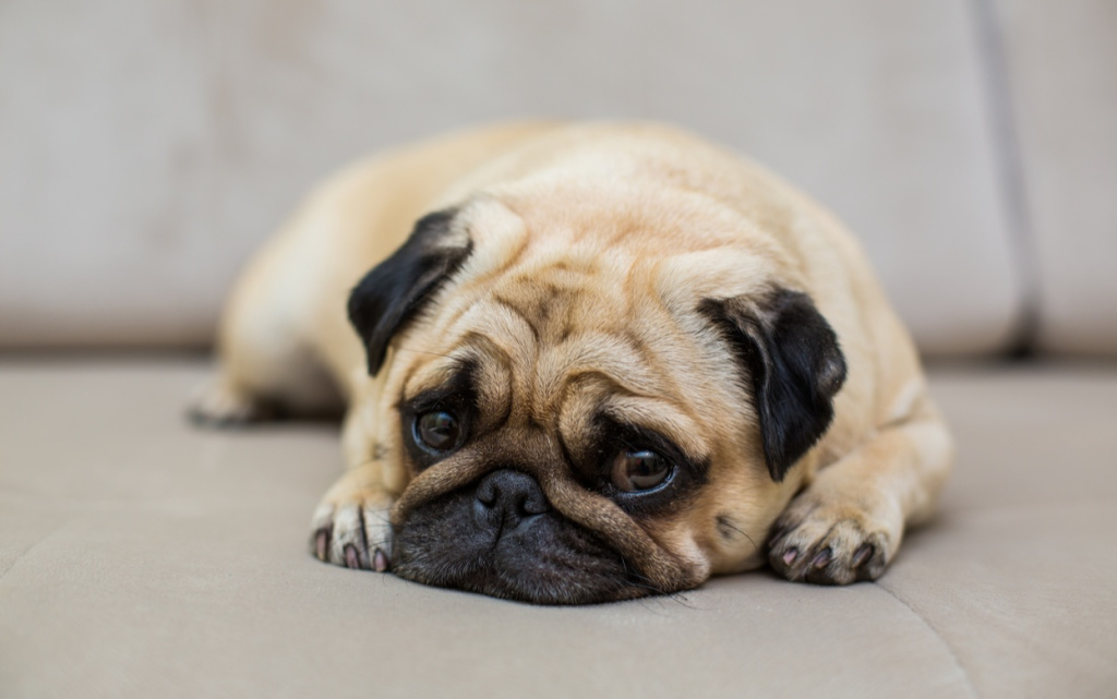 pug-is-resting-natural-parquet-tired-mops-dog-lies-floor-top-view (1).jpg
