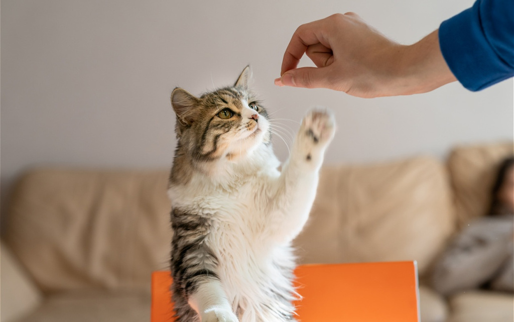 happy-cat-reaching-for-treat-with-human-hand-2026-01-08-00-00-27-utc (1).jpg