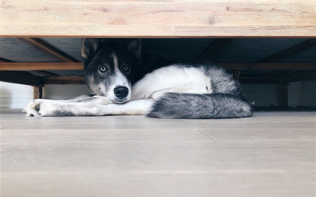 husky-dog-lounging-under-a-bed-indoors-2026-03-24-08-33-35-utc (1).jpg