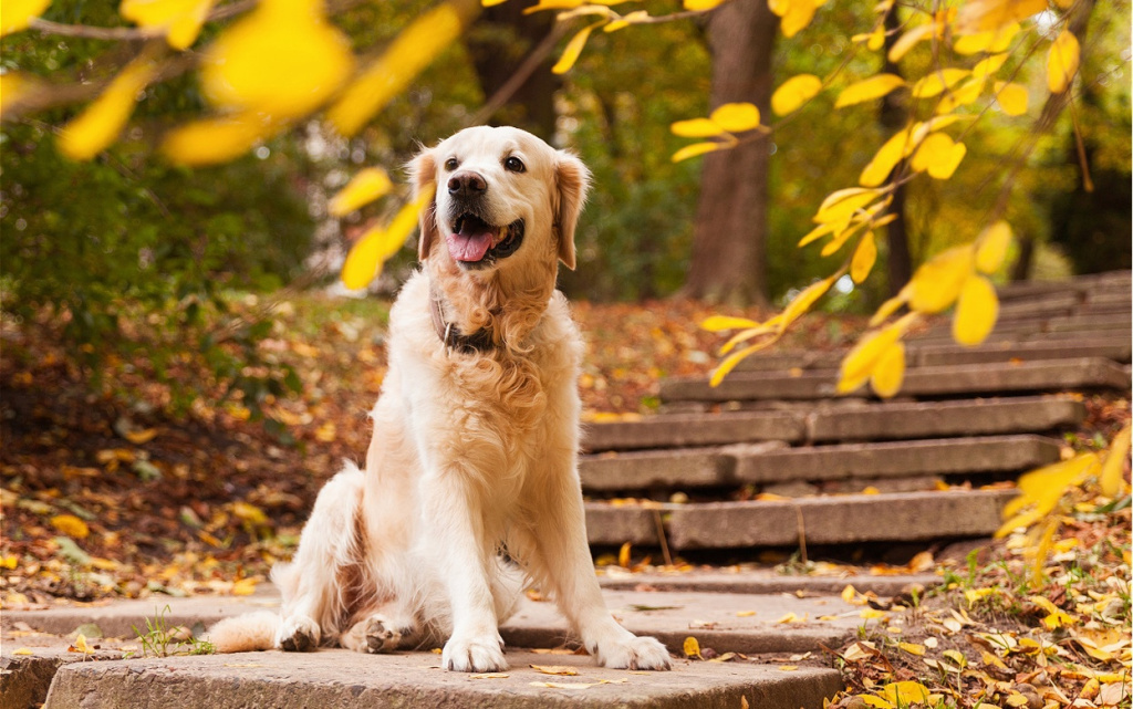 golden-retriever-dog-sitting-outdoors-in-autumn-2026-03-17-00-02-40-utc (1).jpg