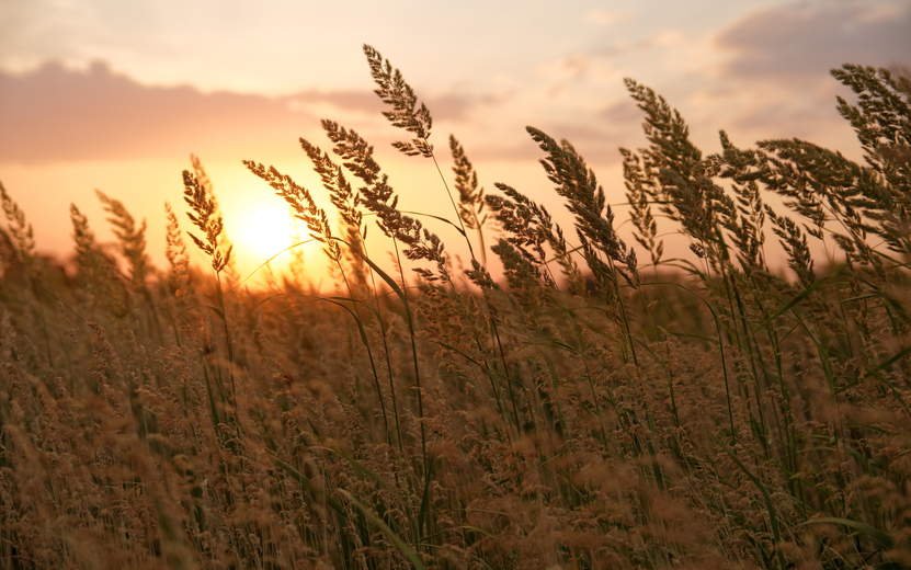Sunset_in_steppe,_Plants,_Rostov-on-Don,_Russia.jpg