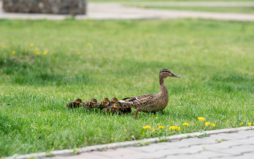 a-duck-with-ducklings-crosses-the-road-2023-11-27-05-37-01-utc.jpg