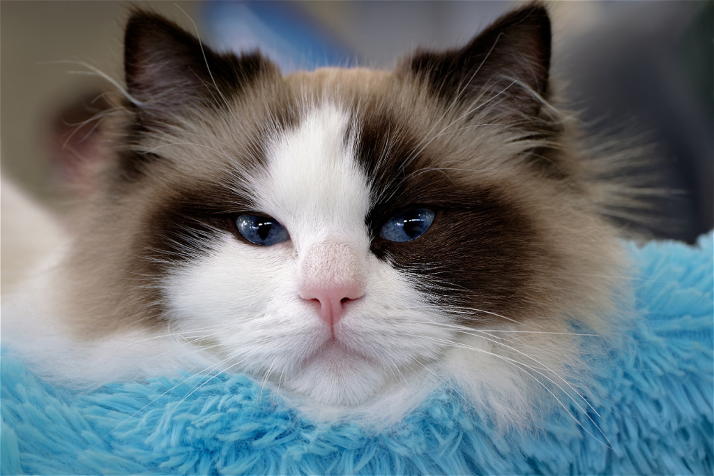 blue-eyed-ragdoll-cat-resting-on-fluffy-bed-2026-01-07-05-44-50-utc.jpg