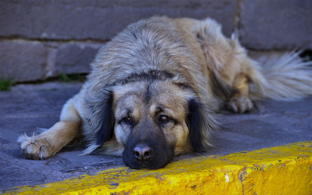 stray-dog-on-the-street-of-cusco-in-peru-2026-03-20-04-49-15-utc (1).jpg