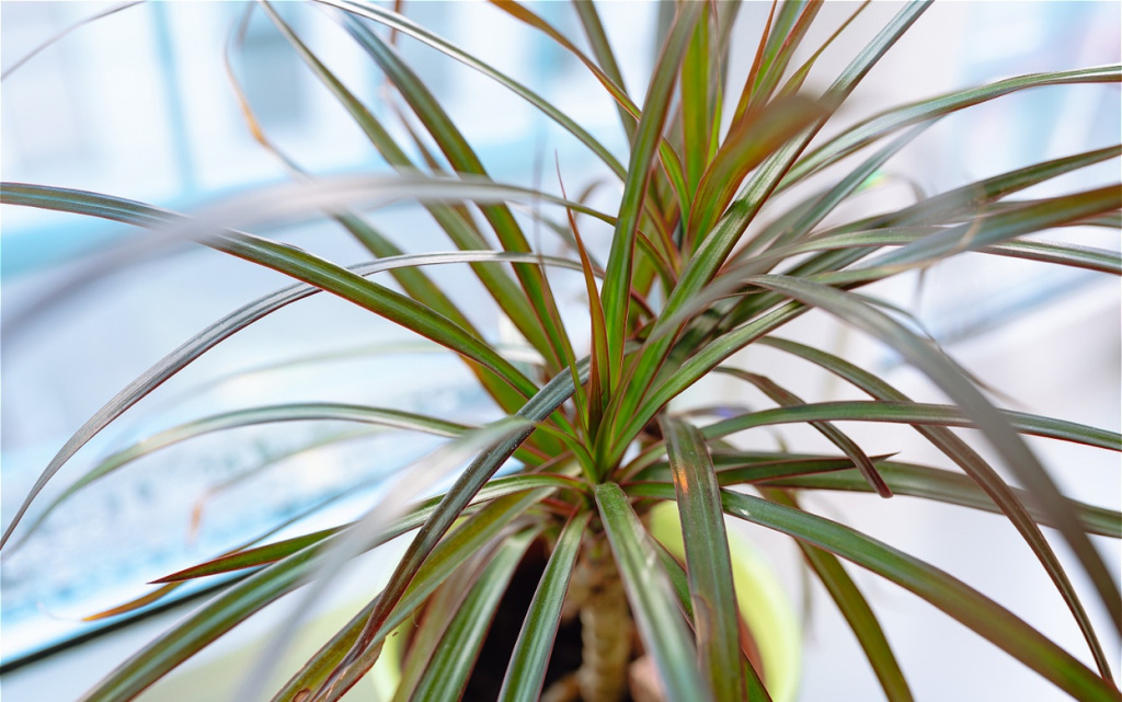 close-up-of-a-dracaena-plant-indoors-2026-03-20-03-23-33-utc (1).jpg