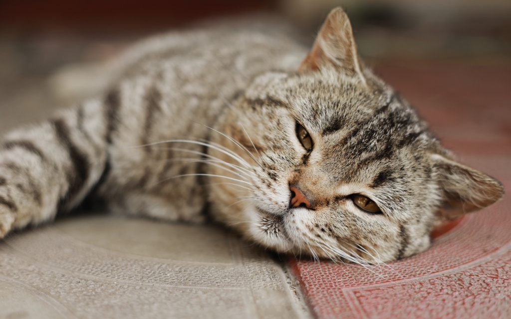 british-cat-the-portrait-was-made-at-lunchtime-wh-2026-01-09-12-28-45-utc (1).jpg