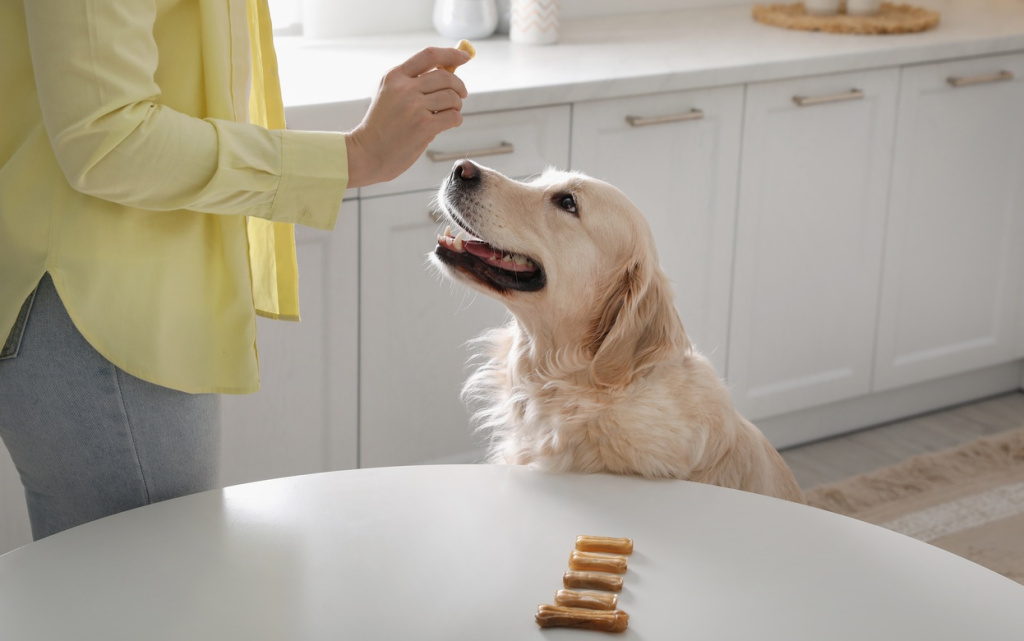dog-receiving-treat-from-owner-in-kitchen-2026-01-27-23-49-42-utc (1).jpg
