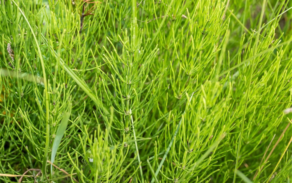 healing-field-horsetail-herbs-hand-picking-off-me-2026-01-06-08-58-33-utc (1).jpg