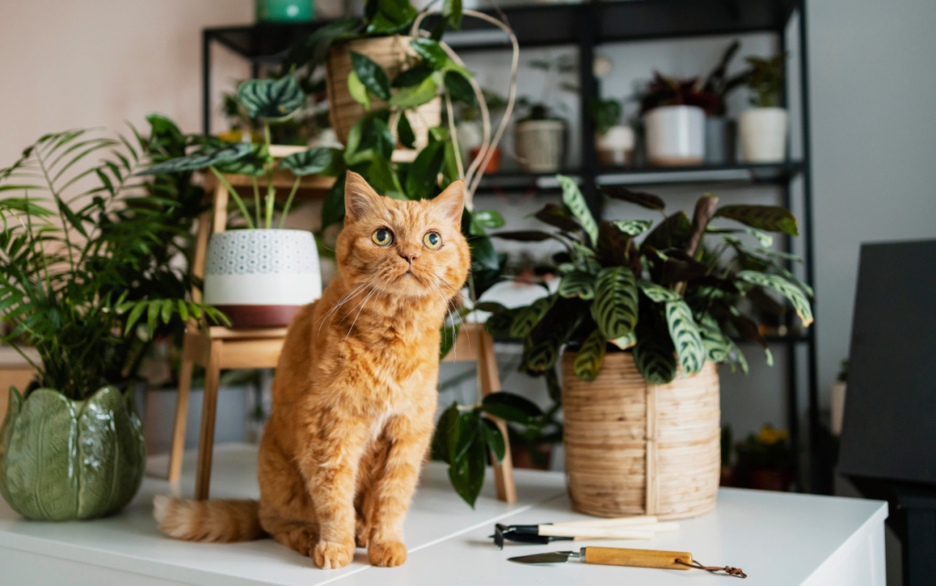 koska-na-stole-s-rasteniami-vokrug (1).jpg