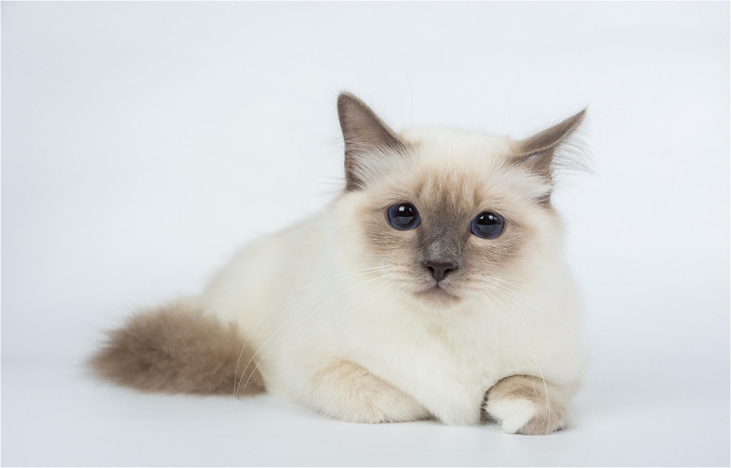 adorable-fluffy-cat-resting-on-white-background-2026-01-07-02-05-23-utc.jpg