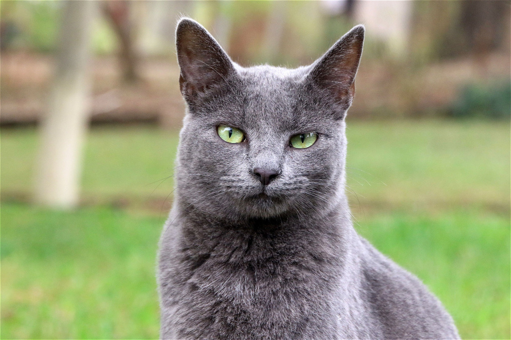close-up-of-a-gray-cat-with-green-eyes-sitting-on-2026-03-18-09-26-59-utc.jpg