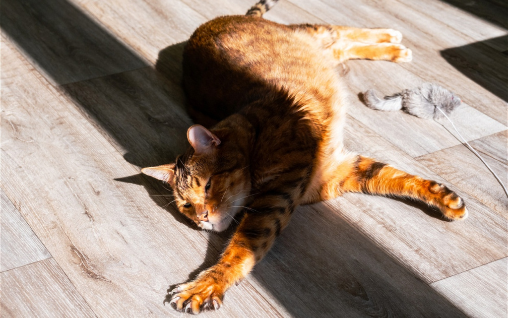 domestic-feline-lounges-in-the-sunny-living-room-2026-03-16-00-40-00-utc (1).jpg