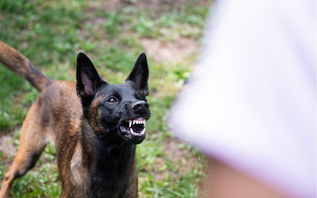 snarling-dog-showing-teeth-in-a-grassy-yard-2026-01-08-02-16-04-utc (1).jpg