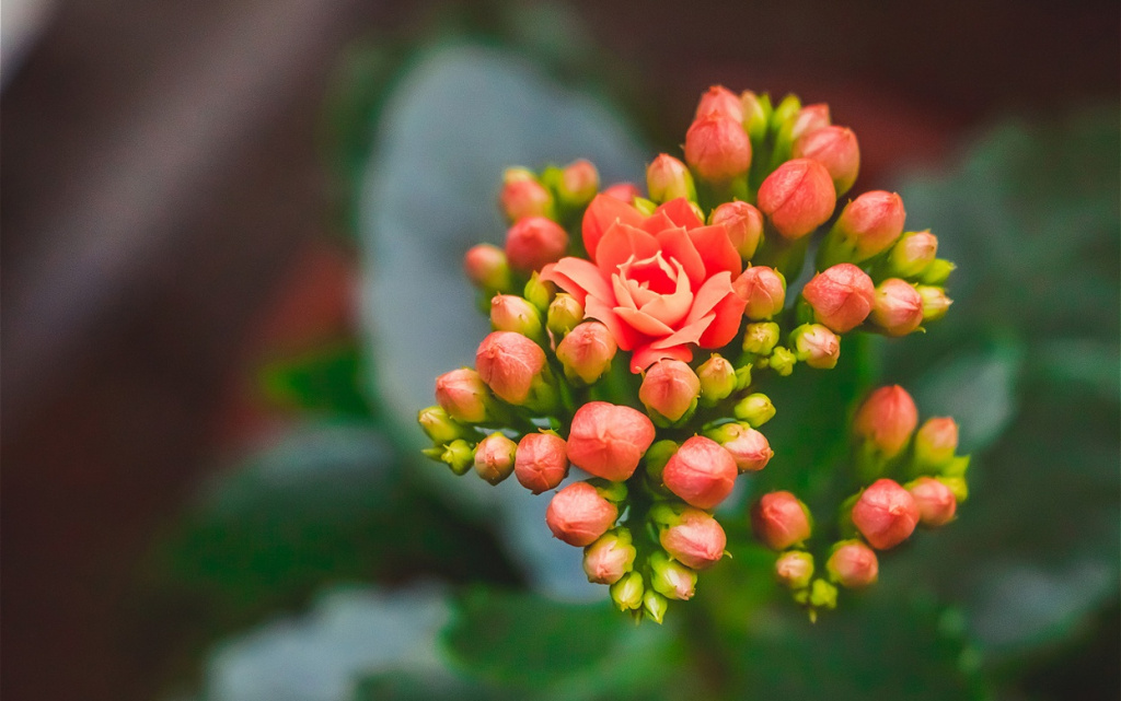 flowering-kalanchoe-coral-flowers-close-up-home-2026-03-20-02-02-03-utc (1).jpg