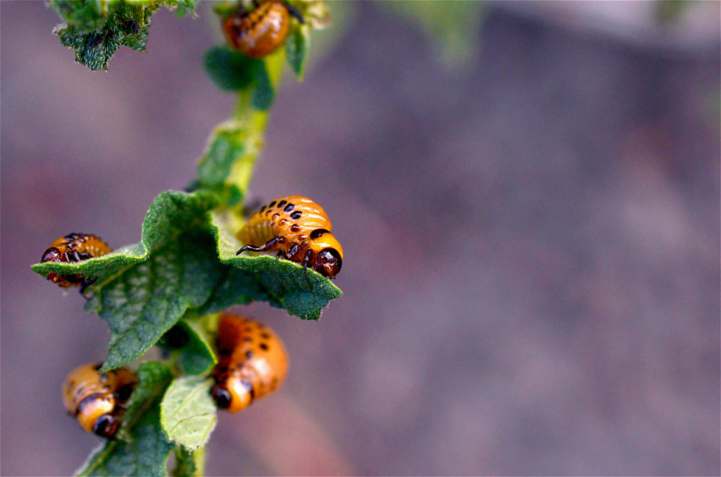colorado-potato-beetle-larvae-eat-leaf-of-young-po-2026-03-24-23-50-11-utc.jpg