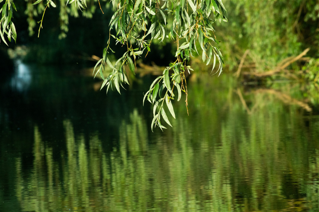 beautiful-bright-green-summer-foliage-reflecting-i-2026-01-09-07-49-19-utc.jpg