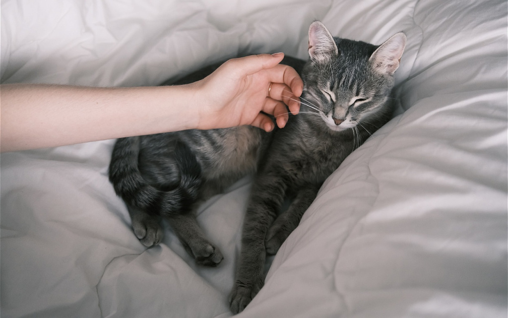 grey-tabby-cat-relaxing-on-white-bedding-2026-03-09-23-09-40-utc (1).jpg