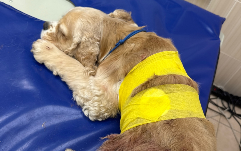 Пострадвший песель.jpg