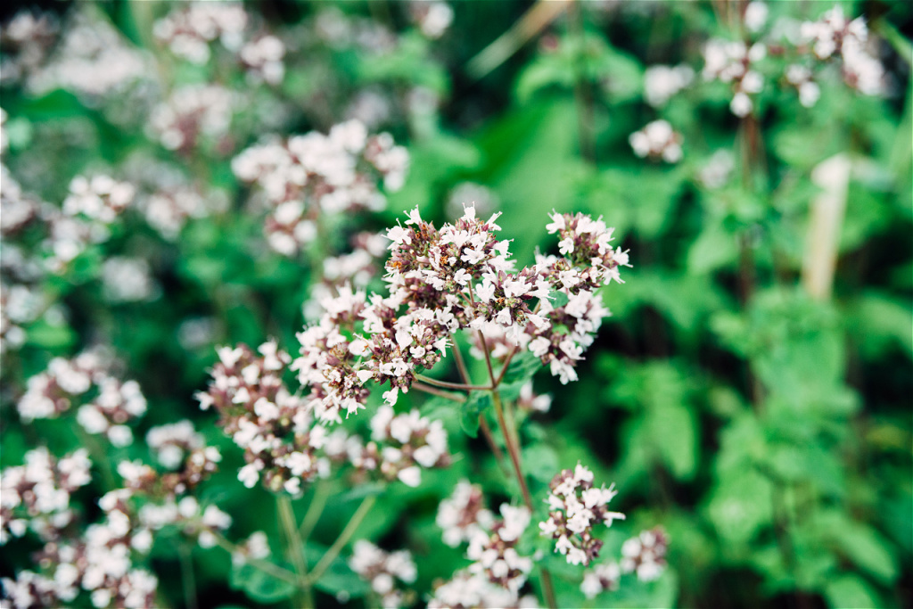 oregano-or-origanum-vulgare-plant-flower-buds-clos-2026-03-09-22-10-08-utc.jpg
