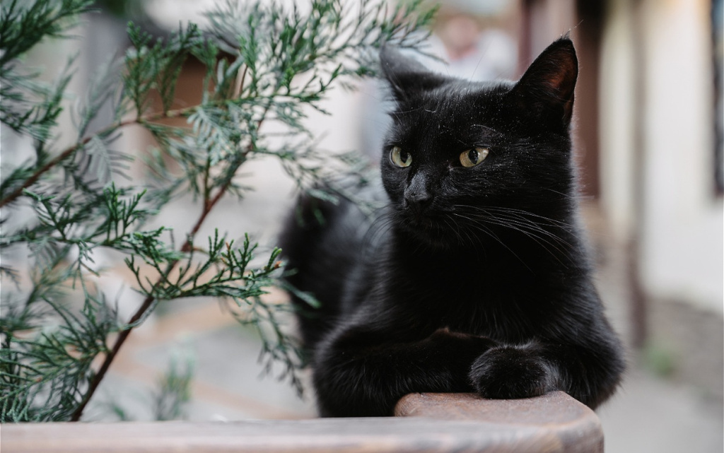 a-black-street-cat-lying-on-a-tile-gurzuf-cats-2026-03-16-22-59-12-utc (1).jpg