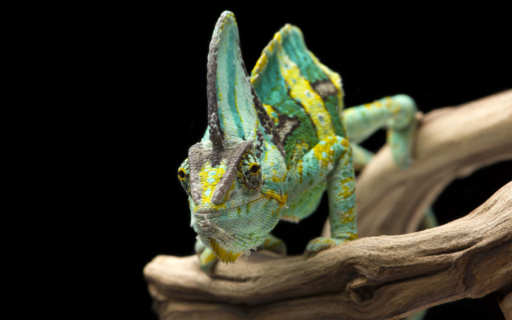veiled-chameleon-on-branch-.jpg