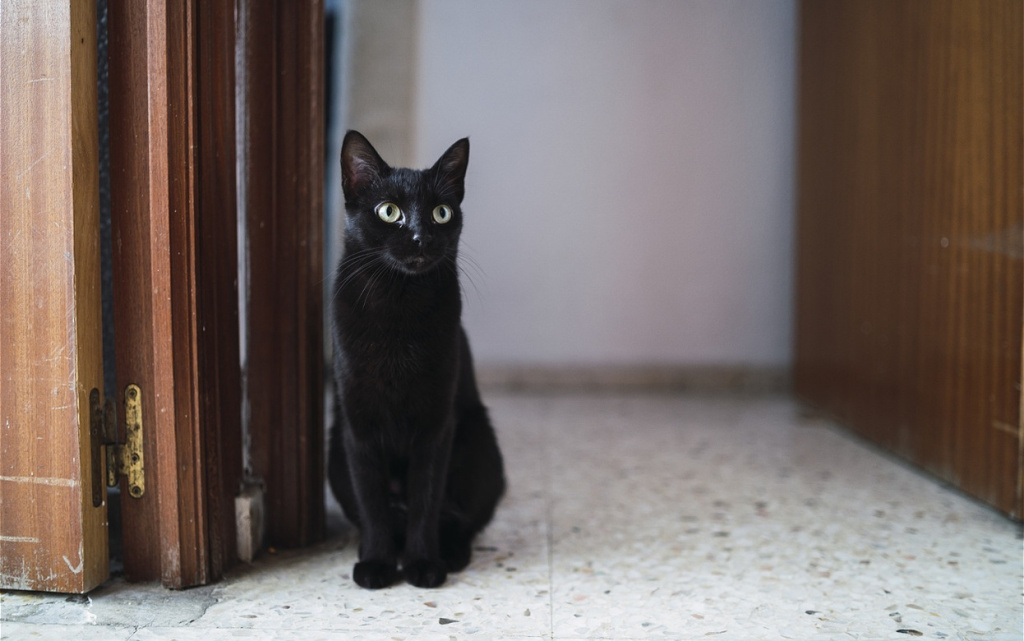 alert-black-cat-sits-near-open-doorway-2026-03-18-06-46-27-utc (1).jpg